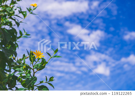 Autumn sky and Jerusalem artichoke flowers 119122265