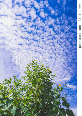 Autumnal scale clouds and Jerusalem artichoke flowers 119122266