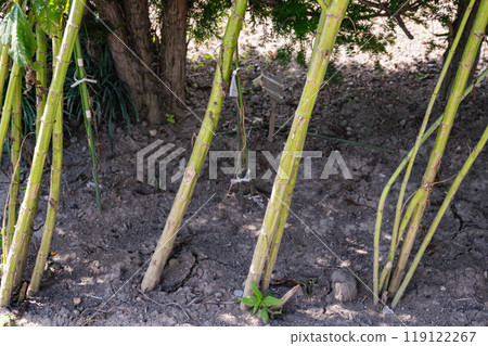 Thick stalks of Jerusalem artichokes close to harvest Thick stalks of Jerusalem artichokes close to harvest 119122267