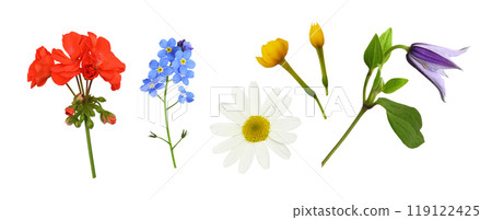 Set of lowers and buds (clematis, geranium, daisy, forget-me-not, buttercup) isolated 119122425