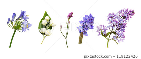 Set of flowers and buds (agapanthus, jasmine, limonium, lilac, hyacinth) isolated 119122426