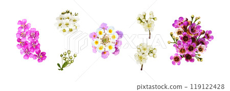 Set of flowers (yarrow, spirea, lantana, chamelaucium, rowan) isolated 119122428