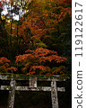 Torii and autumn leaves 119122617
