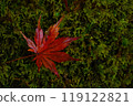 Momiji on a pot 119122821
