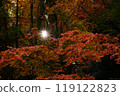 Autumn leaves and sun 119122823