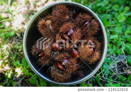 收穫的栗 119122828