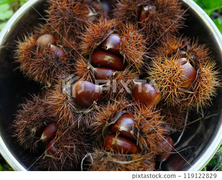 Freshly harvested chestnuts 119122829