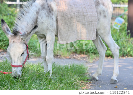驢羽村市動物園（Hinotonton ZOO） 119122841