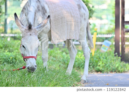 驢羽村市動物園（Hinotonton ZOO） 119122842