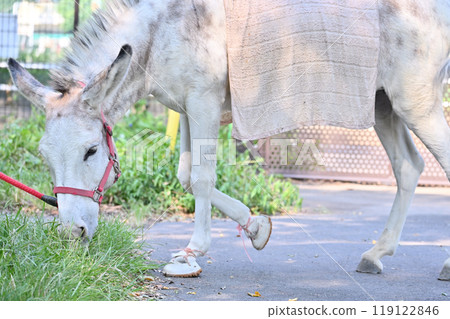 Donkey at Hamura Zoo (Hinotonton Zoo) Donkey at Hamura Zoo (Hinotonton Zoo) 119122846