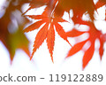 Autumn leaves 119122889