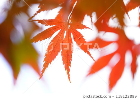 秋天的樹葉 119122889