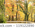 Yellow leaf forest 119122890