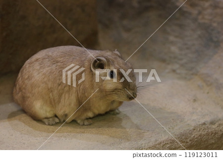 Portrait of a curled up Gundi Portrait of a curled up Gundi 119123011