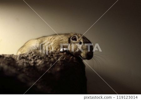 Gundi looking down from the rocks 119123014