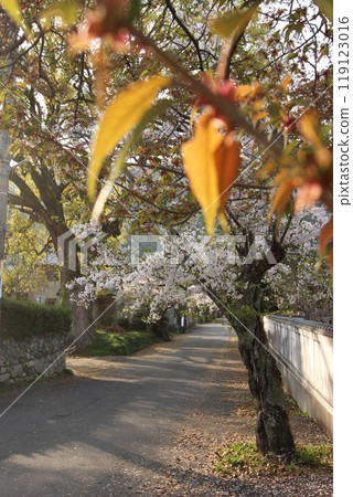 "Cherry Blossoms" Iwakuni, Yamaguchi Prefecture Sakura #Japan Tourism Kintai Bridge 119123016