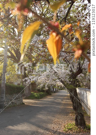 "Cherry Blossoms" Iwakuni, Yamaguchi Prefecture Sakura #Japan Tourism Kintai Bridge 119123017