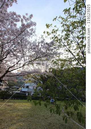 "Cherry Blossoms" Iwakuni, Yamaguchi Prefecture Sakura #Japan Tourism Kintai Bridge 119123025