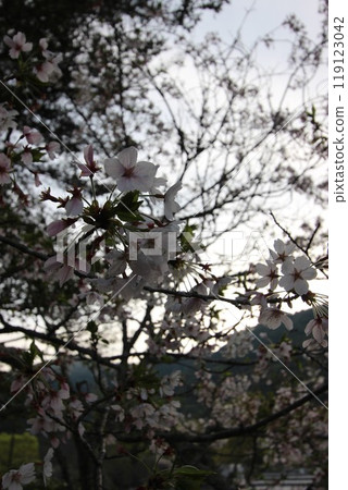 「櫻花」山口縣岩國櫻花#日本旅遊錦帶橋 「櫻花」山口縣岩國櫻花#日本旅遊錦帶橋 119123042