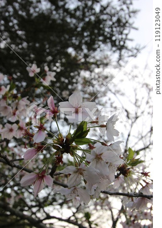 "Cherry Blossoms" Iwakuni, Yamaguchi Prefecture Sakura #Japan Tourism Kintai Bridge 119123049