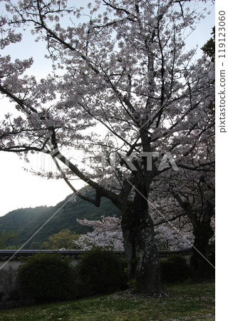 "Cherry Blossoms" Iwakuni, Yamaguchi Prefecture Sakura #Japan Tourism Kintai Bridge 119123060