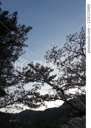"Cherry Blossoms" Iwakuni, Yamaguchi Prefecture Sakura #Japan Tourism Kintai Bridge 119123068