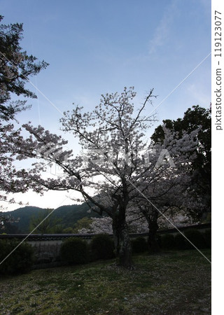 "Cherry Blossoms" Iwakuni, Yamaguchi Prefecture Sakura #Japan Tourism Kintai Bridge "Cherry Blossoms" Iwakuni, Yamaguchi Prefecture Sakura #Japan Tourism Kintai Bridge 119123077