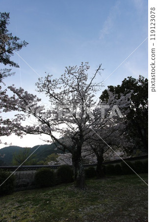"Cherry Blossoms" Iwakuni, Yamaguchi Prefecture Sakura #Japan Tourism Kintai Bridge "Cherry Blossoms" Iwakuni, Yamaguchi Prefecture Sakura #Japan Tourism Kintai Bridge 119123078
