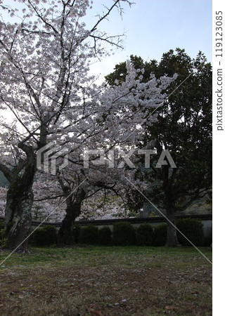 "Cherry Blossoms" Iwakuni, Yamaguchi Prefecture Sakura #Japan Tourism Kintai Bridge "Cherry Blossoms" Iwakuni, Yamaguchi Prefecture Sakura #Japan Tourism Kintai Bridge 119123085
