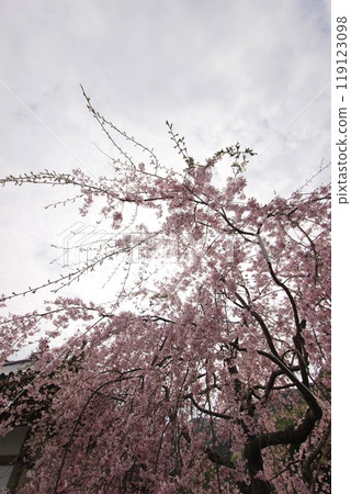 "Cherry Blossoms" Iwakuni, Yamaguchi Prefecture Sakura #Japan Tourism Kintai Bridge 119123098