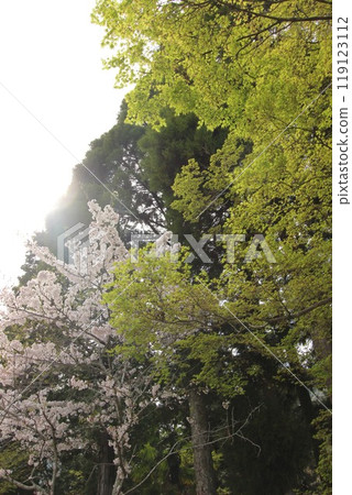 "Cherry Blossoms" Iwakuni, Yamaguchi Prefecture Sakura #Japan Tourism Kintai Bridge "Cherry Blossoms" Iwakuni, Yamaguchi Prefecture Sakura #Japan Tourism Kintai Bridge 119123112