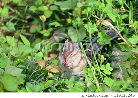 吃野草莓的花栗鼠（hebiichigo） 埼玉縣埼玉市（市民森林/松鼠屋） 119123240
