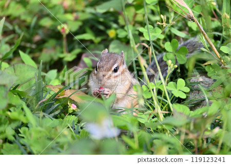 Chipmunk eating wild strawberries (Snake strawberry) Saitama City, Saitama Prefecture (Citizens' Forest/Squirrel House) 119123241