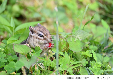 Chipmunk eating wild strawberries (Snake strawberry) Saitama City, Saitama Prefecture (Citizens' Forest/Squirrel House) 119123242