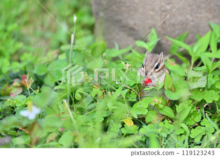 吃野草莓的花栗鼠(hebiichigo) 埼玉縣埼玉市(市民森林/松鼠屋) 吃野草莓的花栗鼠(hebiichigo) 埼玉縣埼玉市(市民森林/松鼠屋) 119123243