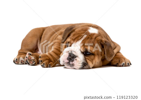 Adorable sleepy brown and white bulldog puppy resting peacefully on a soft white blanket 119123320