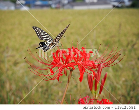 Swallowtail butterfly and cluster amaryllis Swallowtail butterfly and cluster amaryllis 119123581