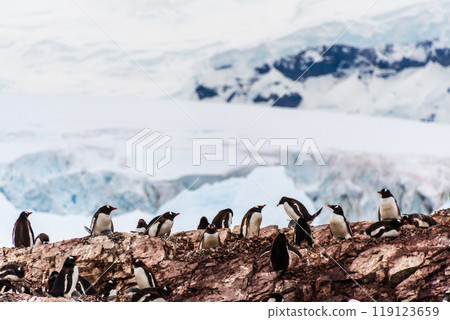 Gentoo Penguin colony on Cuverville island 119123659
