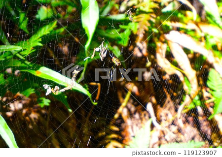 Orb spider, Joro spider, Joro spider, spider, predation, Mt. Hodo 119123907