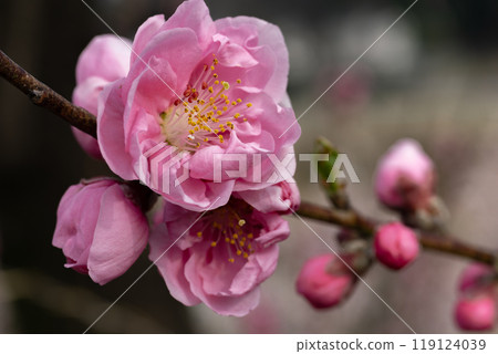 Pink double-flowered plum blossoms and buds 119124039