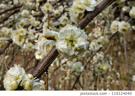 A slightly eerie white weeping plum tree 119124040