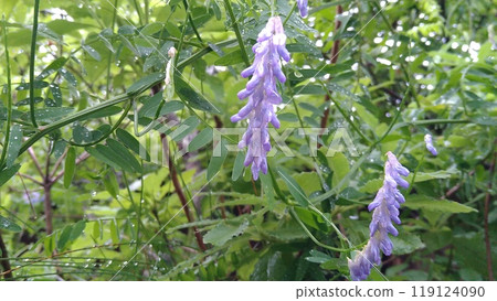 Wisteria flowers wet with morning dew Wisteria flowers wet with morning dew 119124090