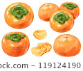 Persimmon set illustration 119124190