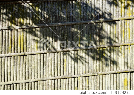 Shadows reflected on a mossy bamboo fence 119124253