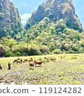 Cows grazing in the mountains 119124282
