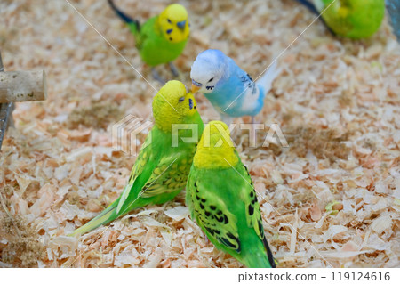 Kiss! Two friendly budgerigars Kiss! Two friendly budgerigars 119124616