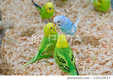 Kiss! Two friendly budgerigars Kiss! Two friendly budgerigars 119124617