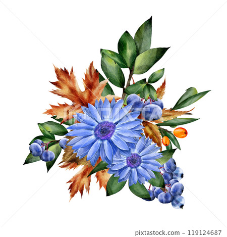 Watercolor floral autumn illustration of blue chrysanthemum, chamomile, blueberry and green twigs on an isolated background. Square composition for design, stickers, textiles Watercolor floral autumn illustration of blue chrysanthemum, chamomile, blueberry and green twigs on an isolated background. Square composition for design, stickers, textiles 119124687