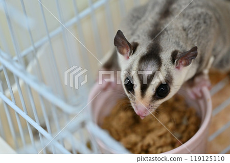 cute sugar glider 119125110
