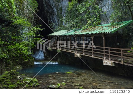 特別天然紀念物 山口縣秋芳峰市 119125240